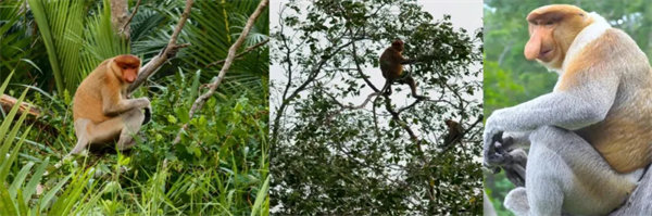 暢游碧海藍天,共筑團隊夢想—博皓沙巴風情之旅 -3
