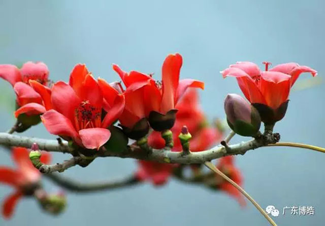 正值人間四月天，博皓2017年一季度會(huì)議拉開了序幕